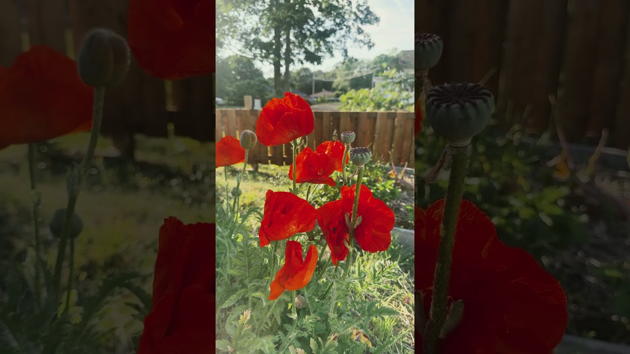 Poppy - Rhododendron - Chives. Summer is here in NS #flowers #zone6 #summer