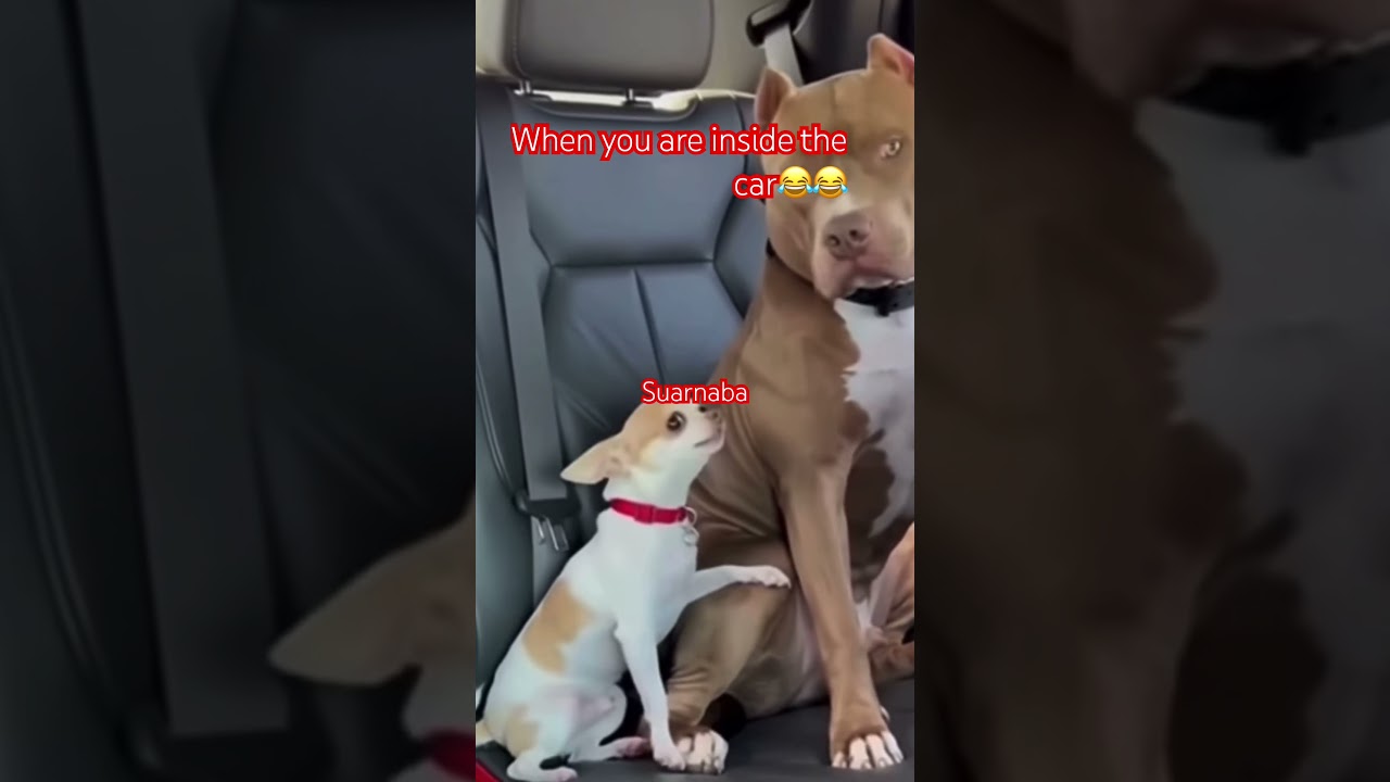 Look what happen next #shortfeed #funny #chihuahuafanclub #jhunofficialvlog #pets