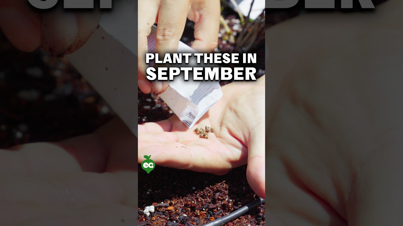 Plant these NOW in September...