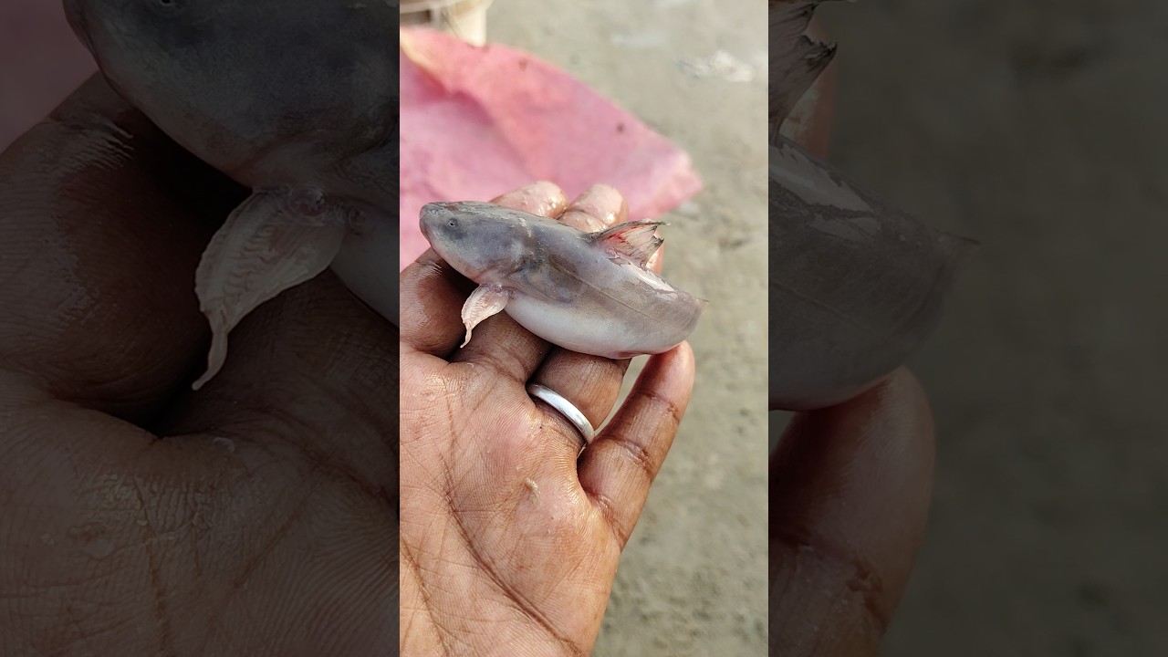 ✅Amazing Tiny 🤏Ritha Fish Of River😱 #fishing #fish #villagefishing #shorts #trending