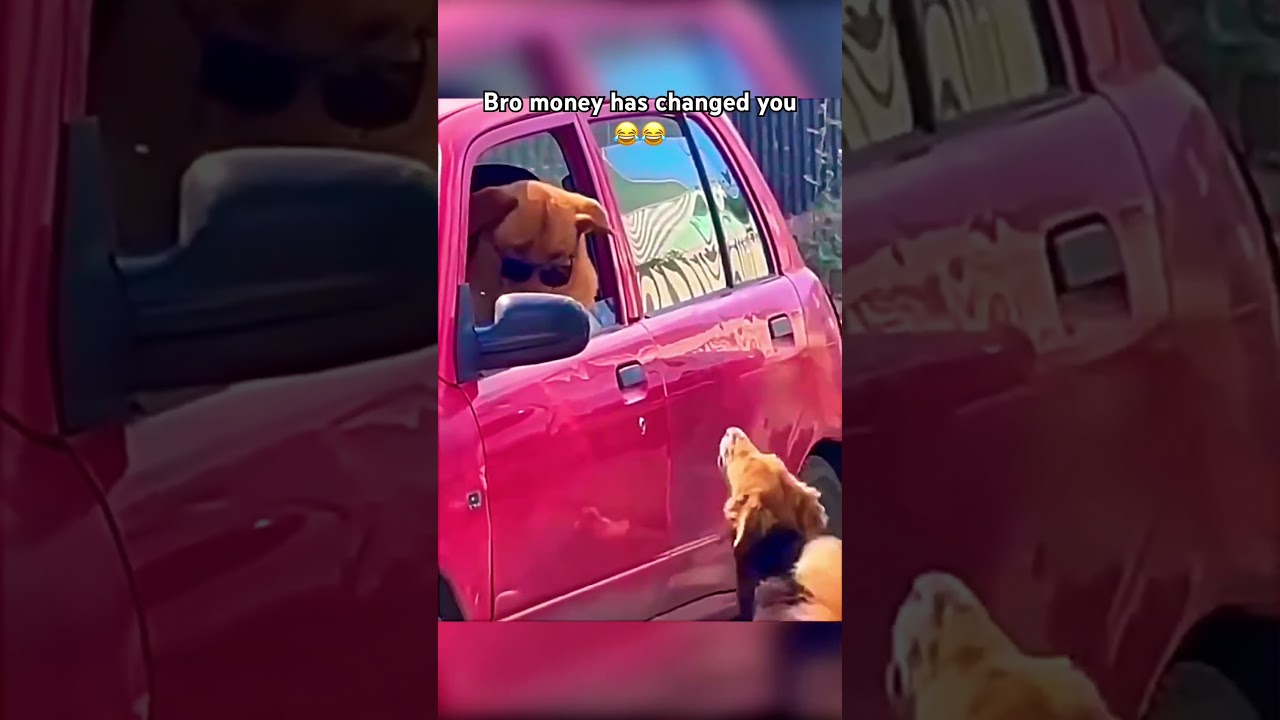 #dog #street #highway #car #driver #power #autobahn #supercars #speed #drifting #4x4 #4wd #offroad