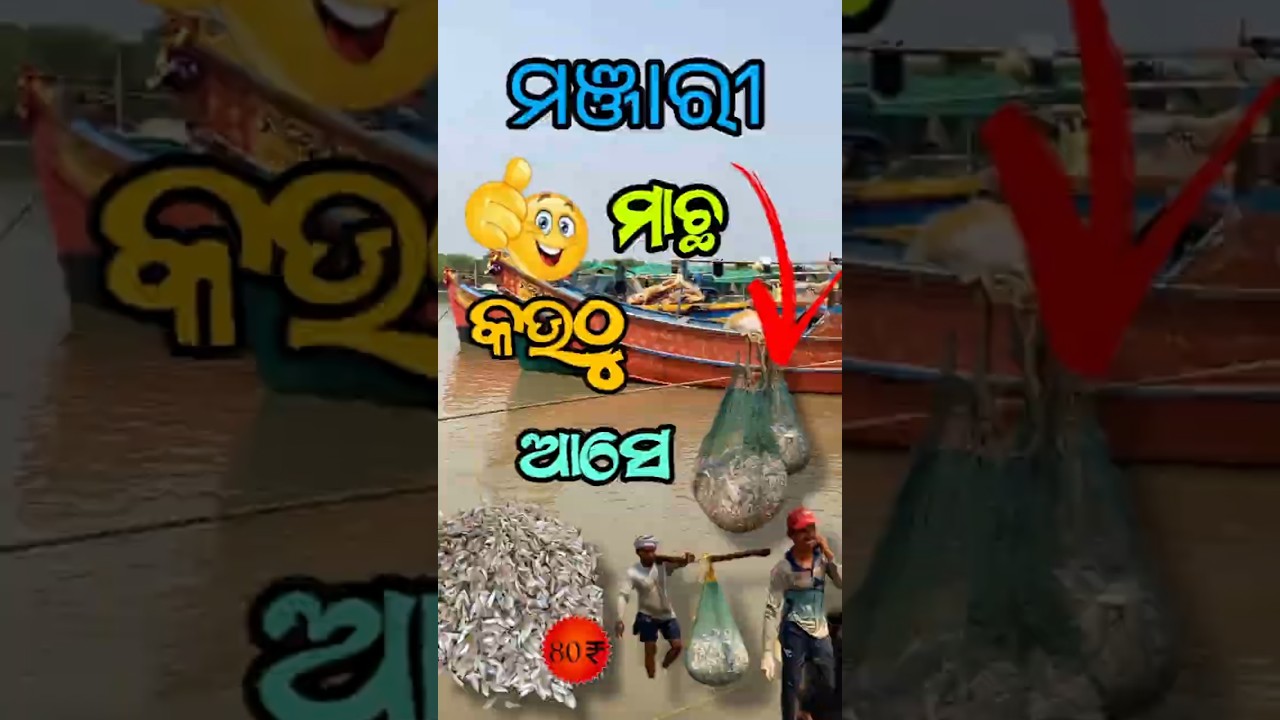 🐟 ମାଛ ମାର୍କେଟକୁ ଆସିଲା ଭରପୂର ମାଛ 😱 | କିଲୋ ମାତ୍ର ୮୦ ଟଙ୍କା | Odisha Fish Market