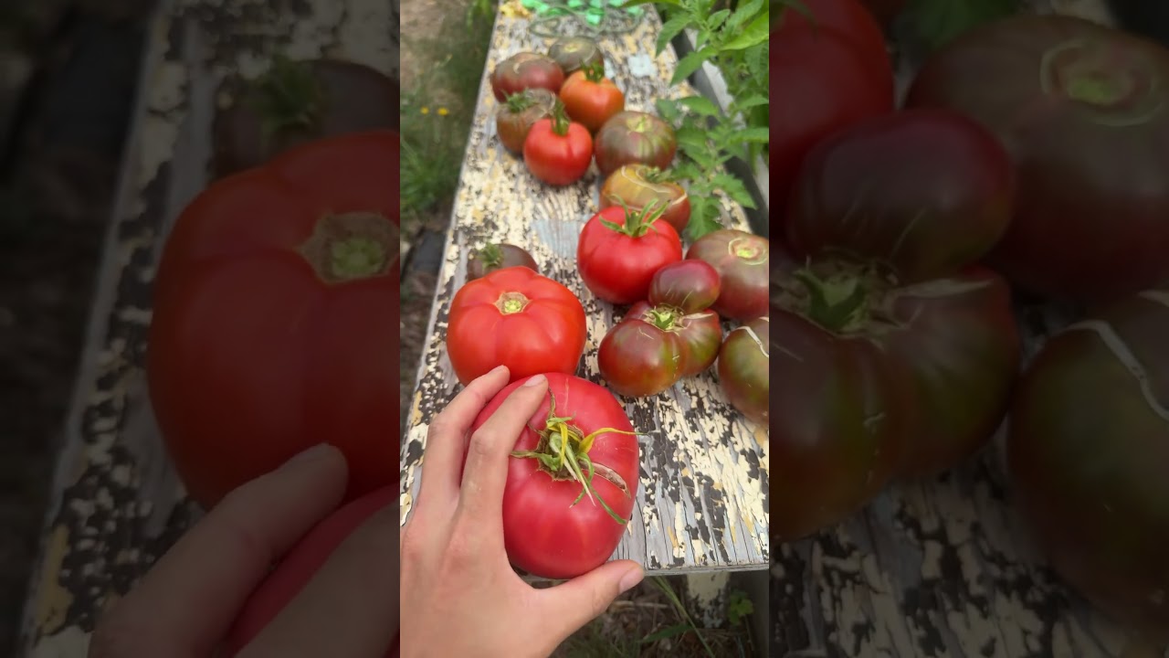 Harvest tomatoes #zone6 #garden #novascotia
