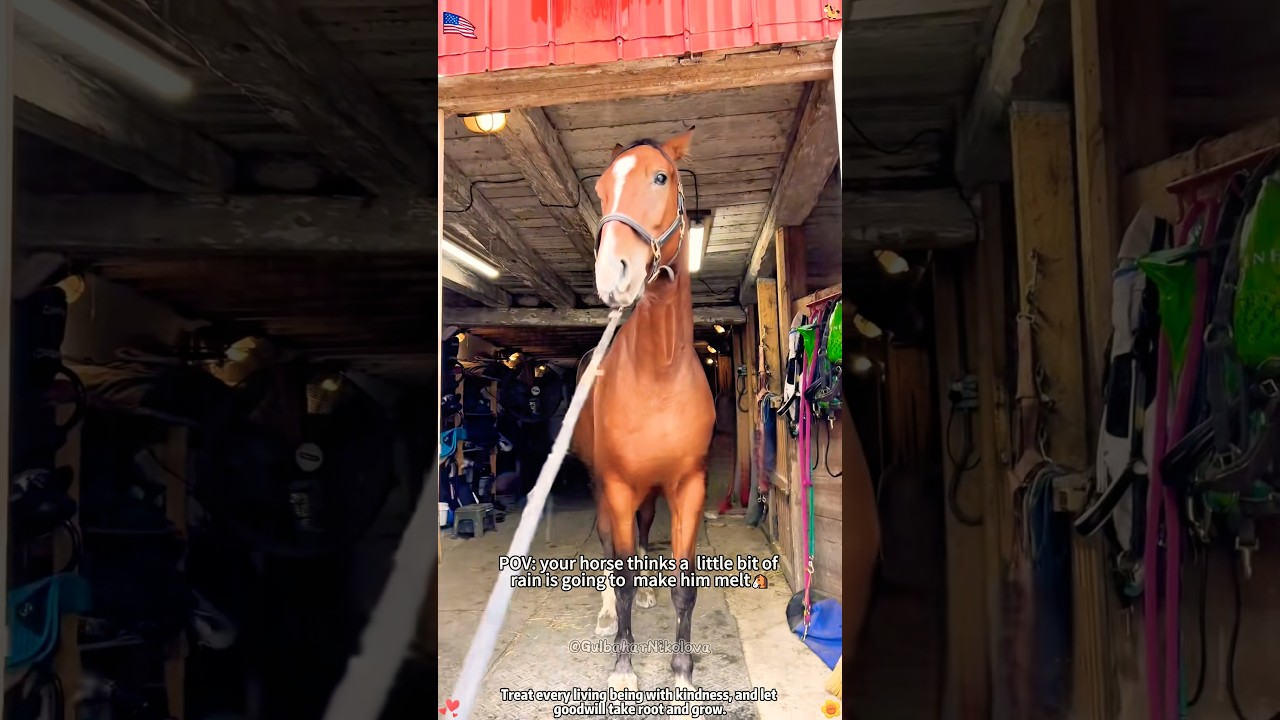 Horse being dramatic 😂😂😂#horse#horsevideo #funnyhorse#fyp #amazing #didyouknow #asmr