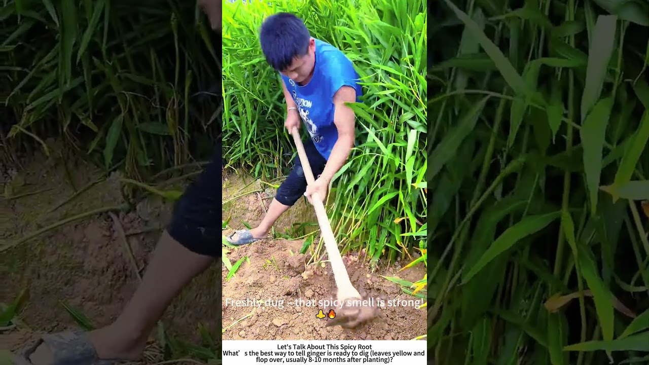 Harvesting Mature Ginger – Hoe Brings Up Aromatic Rhizomes 🟤👨‍🌾