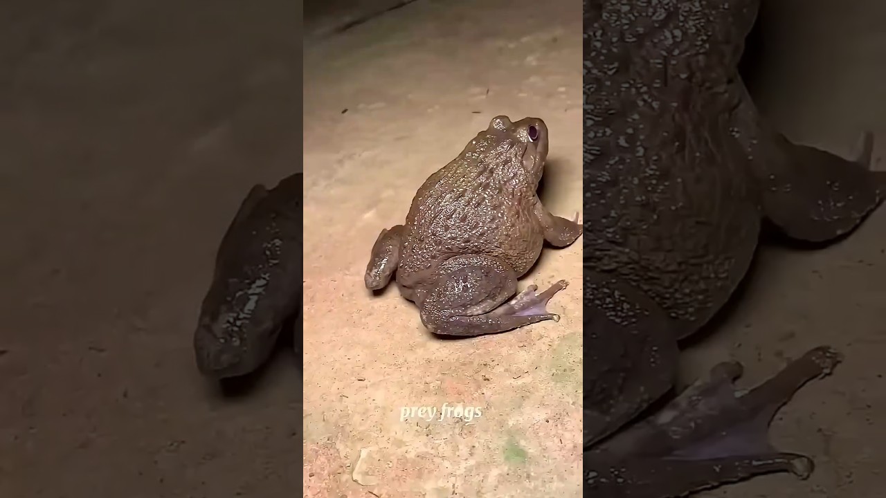 Catch big frogs funny | Try don't laugh | wepwep catching frogs make you laugh 🐸 #shortsviral #frog