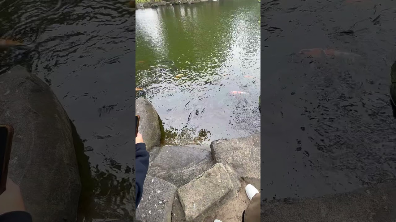 Maamo ang tilapya sa Taiwan #tilapya #fish #ytninovela