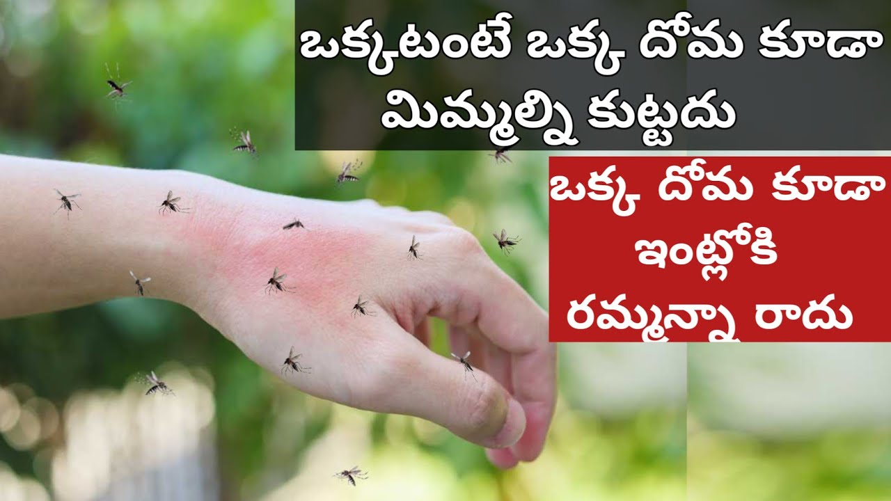 5 ని//ల్లో ఇంట్లోఉన్న దోమలన్నీ పారిపోతాయి ఇంక ఒక్కదోమకూడా మిమ్మల్నికుట్టదు 👉To Get Rid Of Mosquitoes