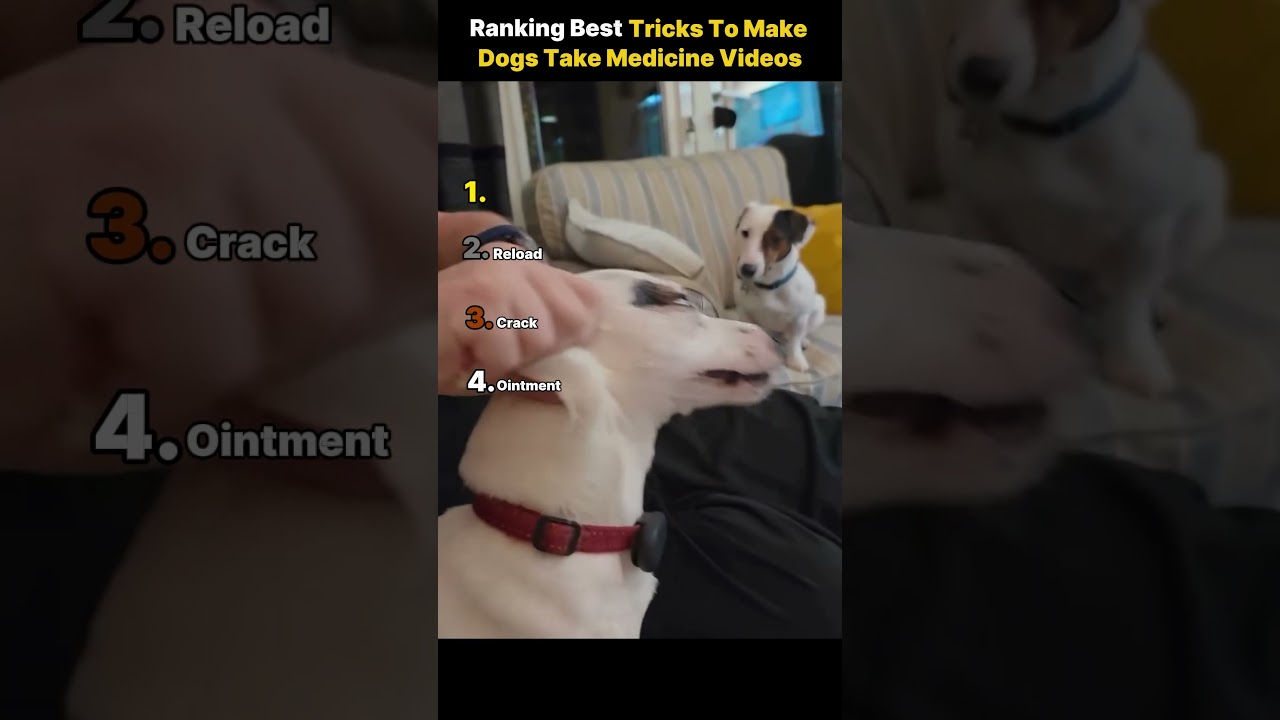 Ranking Best Tricks To Make Dogs Take Medicine Videos