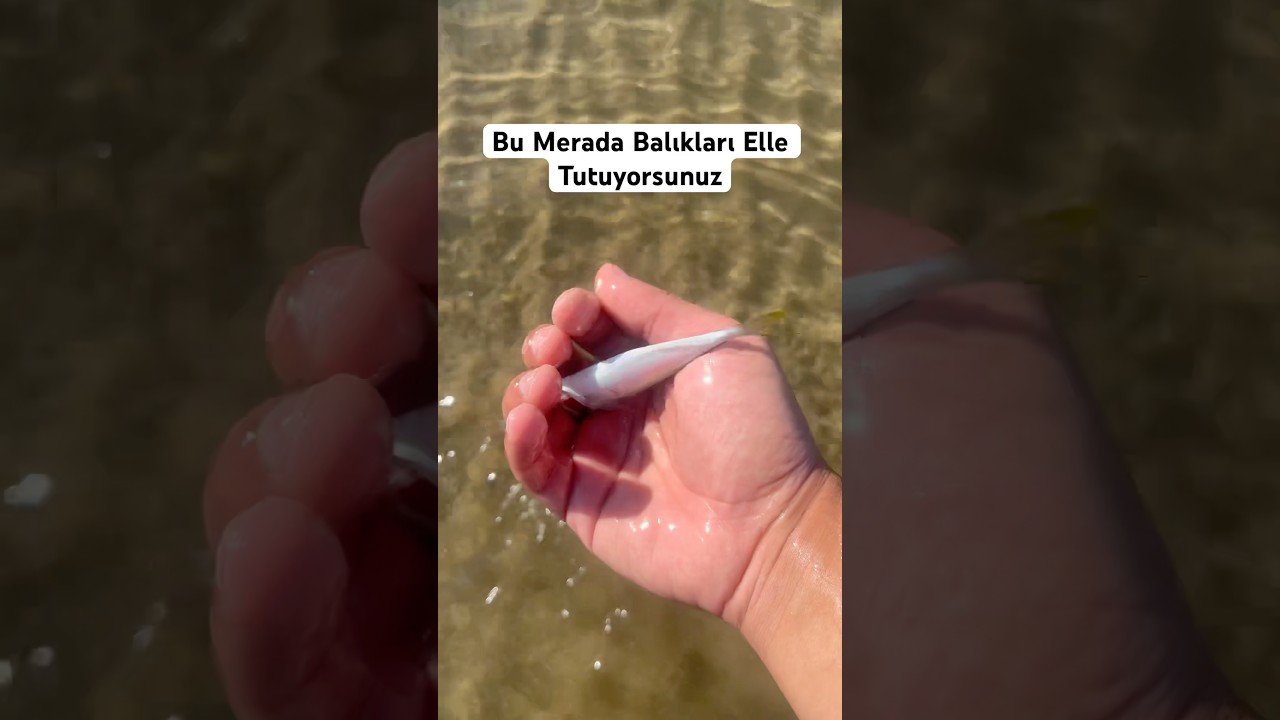 Öyle bir mera bulduk ki olta kullanmaya gerek yok 😀#fishing #carpfishing #lrfavı