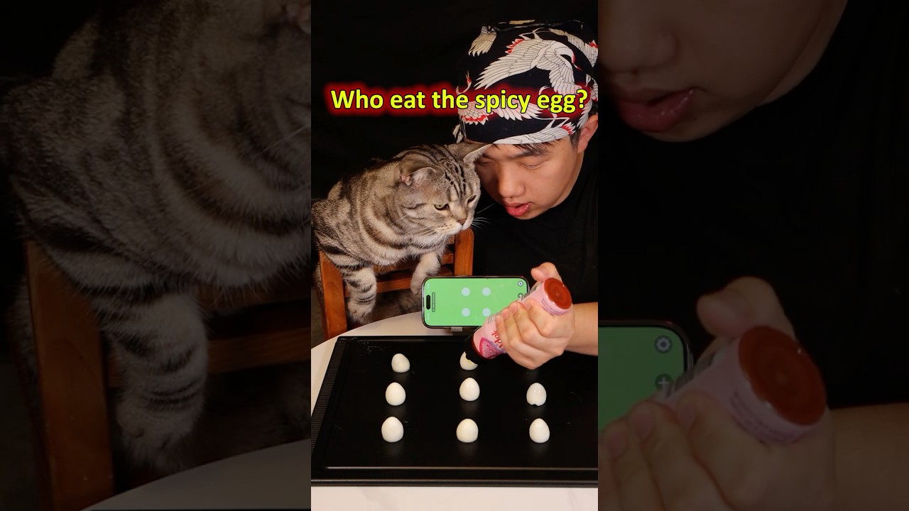 Who’ll eat the Buldak egg? #cat #food #funny