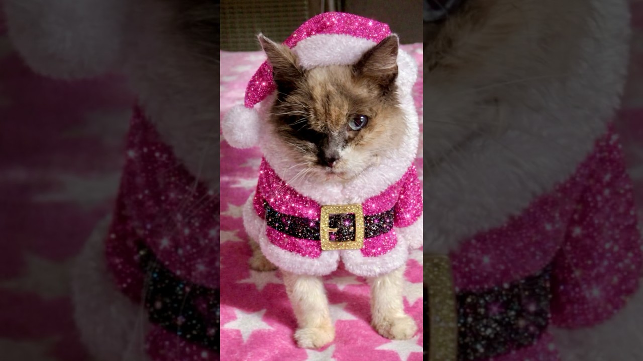 Happy Pinkmas from Chase and Fairy
