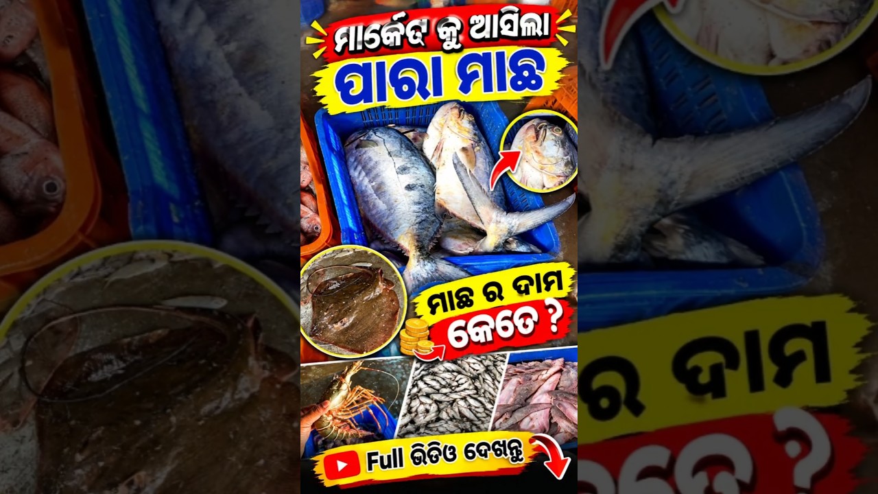 🐟 ମାର୍କେଟକୁ ଆସିଲା ପାରା ମାଛ 😱 | ମାଛର ଦାମ କେତେ? | Odisha Fish Market