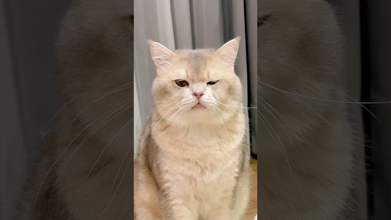 🫵😭: Cat owner pasti pernah ngalamin ini! #funnyvideo #kucinglucu #cat #comedy #funnycats