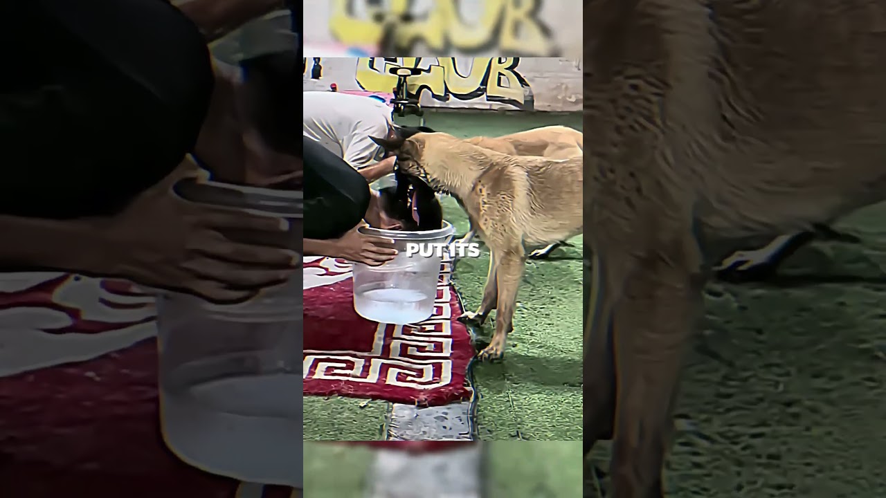 This Dog Caught Them Cheating… and Quit the Game 😂🐶 #shorts