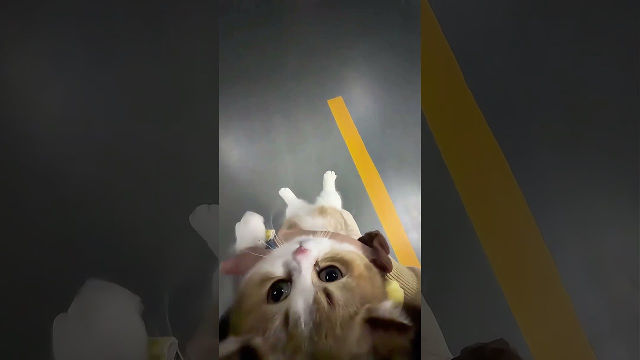 Amigo se te cayó el gatito