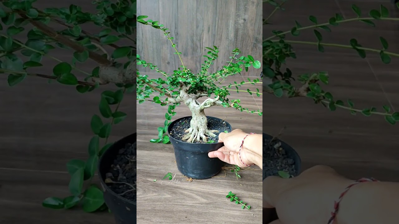 To seal it quickly ✂️ 🌱‼️#asmr #bonsai #bonsaitihon #bonsaitree #garden #gardening #lifeisbutadream