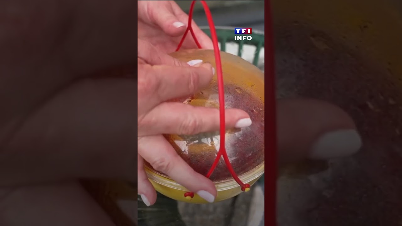 Mouches, fourmis... Ces insectes qui prolifèrent dans nos maisons avec les fortes chaleurs｜TF1 INFO