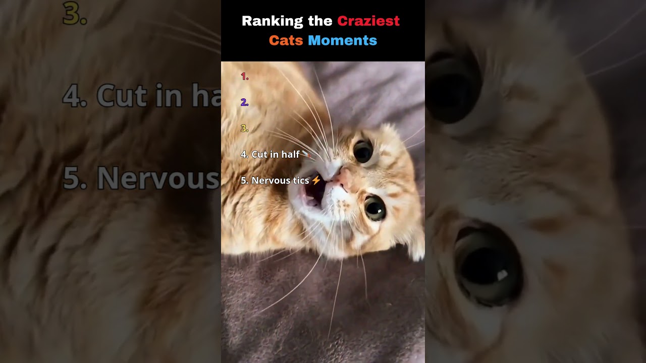 Ranking Craziest Cats Moments 😹