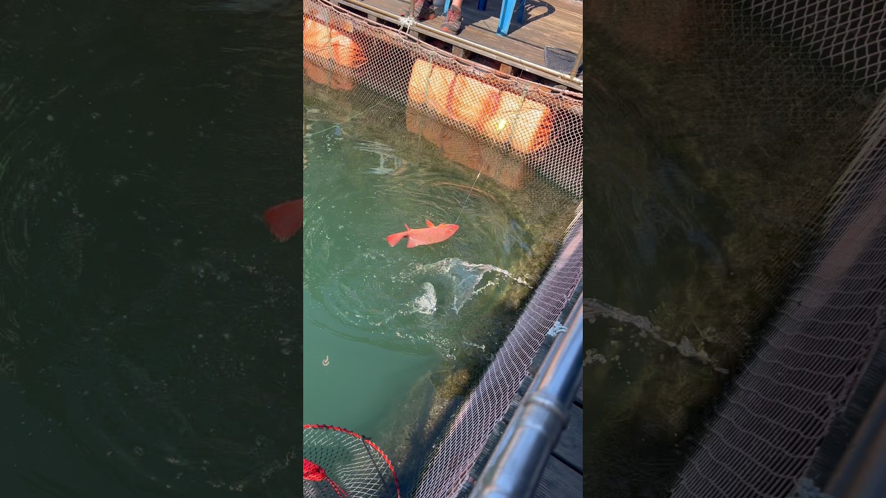 다들 기다리던 뻘건 놈 등장 #fishing #낚시