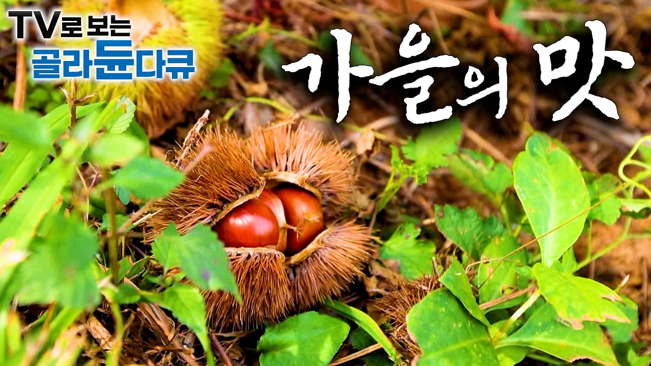 🍁가을 송이부터 3년 묵은 토종꿀까지. 천고마비의 계절, 가을 제철 재료로 차린 푸짐한 밥상🍁1시간 몰아보기｜한국기행｜#tv로보는골라듄다큐