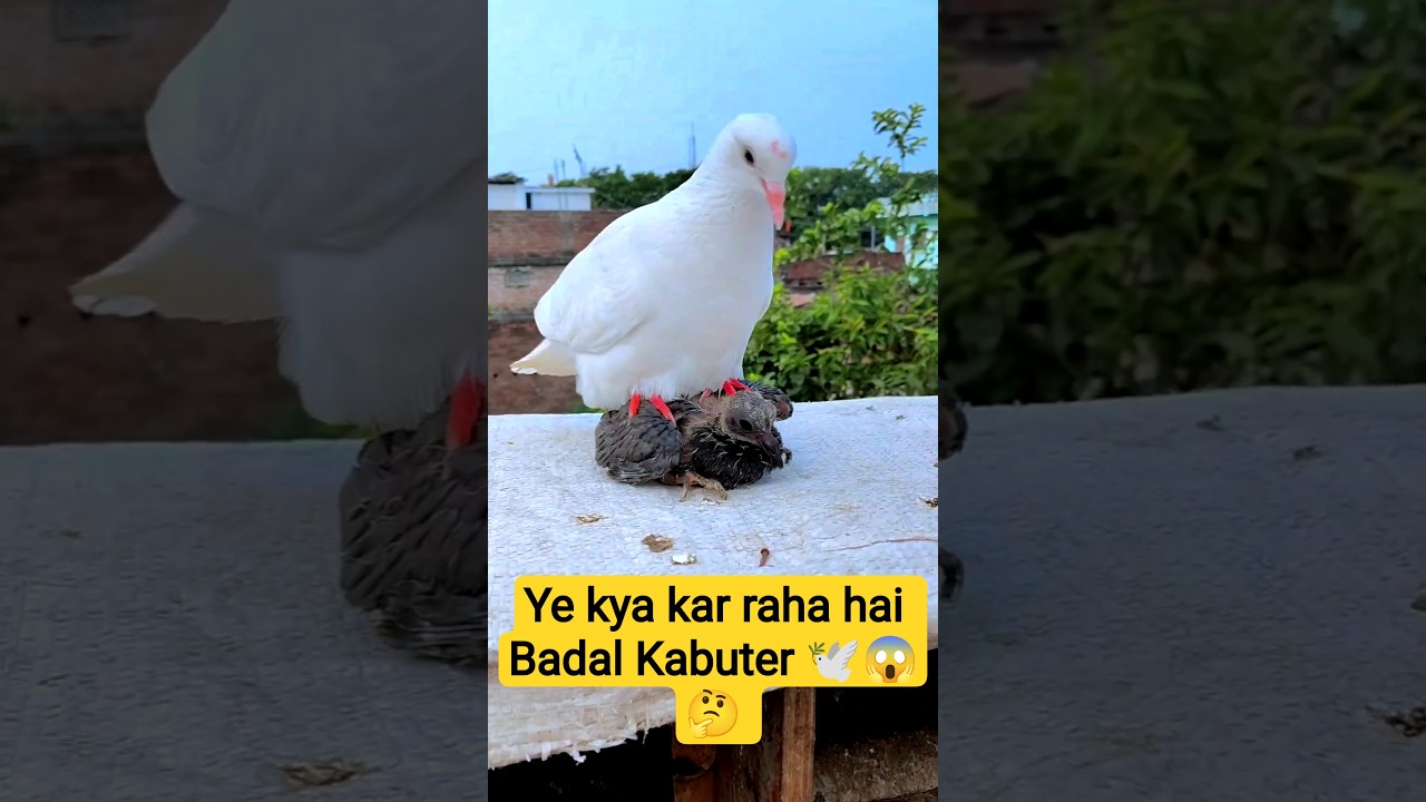 Ye Kya Kar Raha Hai Badal Kabutar 🕊️😱...#viral #short #garmi #explore #trending #youtubeshorts #vlog