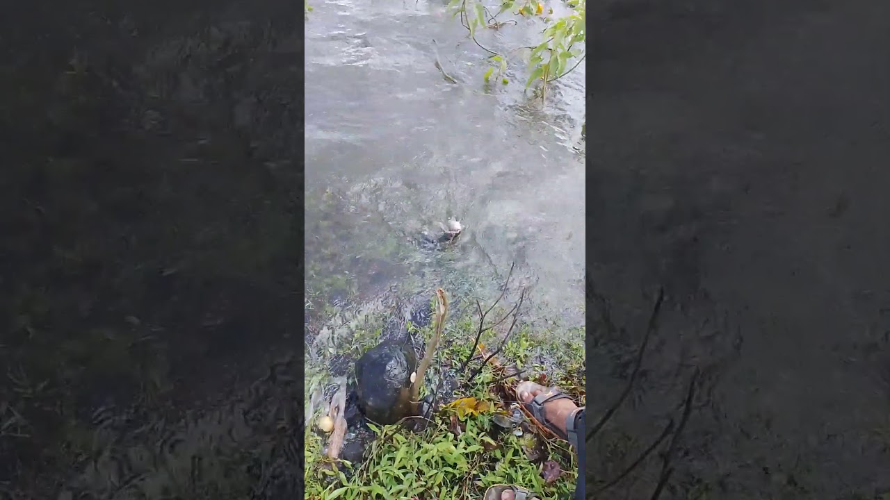 Big size Tilapiya fish🎣#shorts #fishing #trending #youtubeshorts