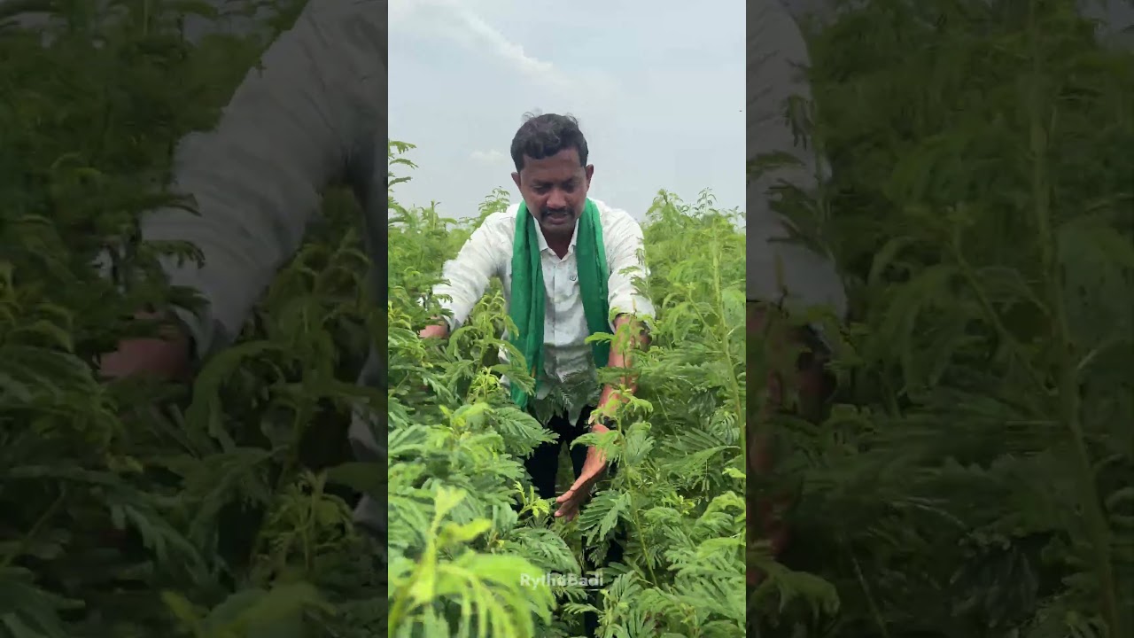 30 Acre Grass Seed Farming #rythubadi #grassseed #agriculture