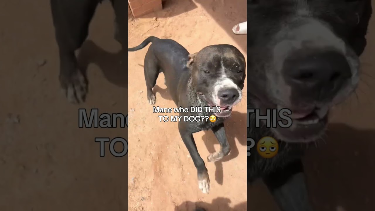 Bro came back a different color 🫩 #funny #viralvideo #dogs #funnyanimals #funnydogs #animals