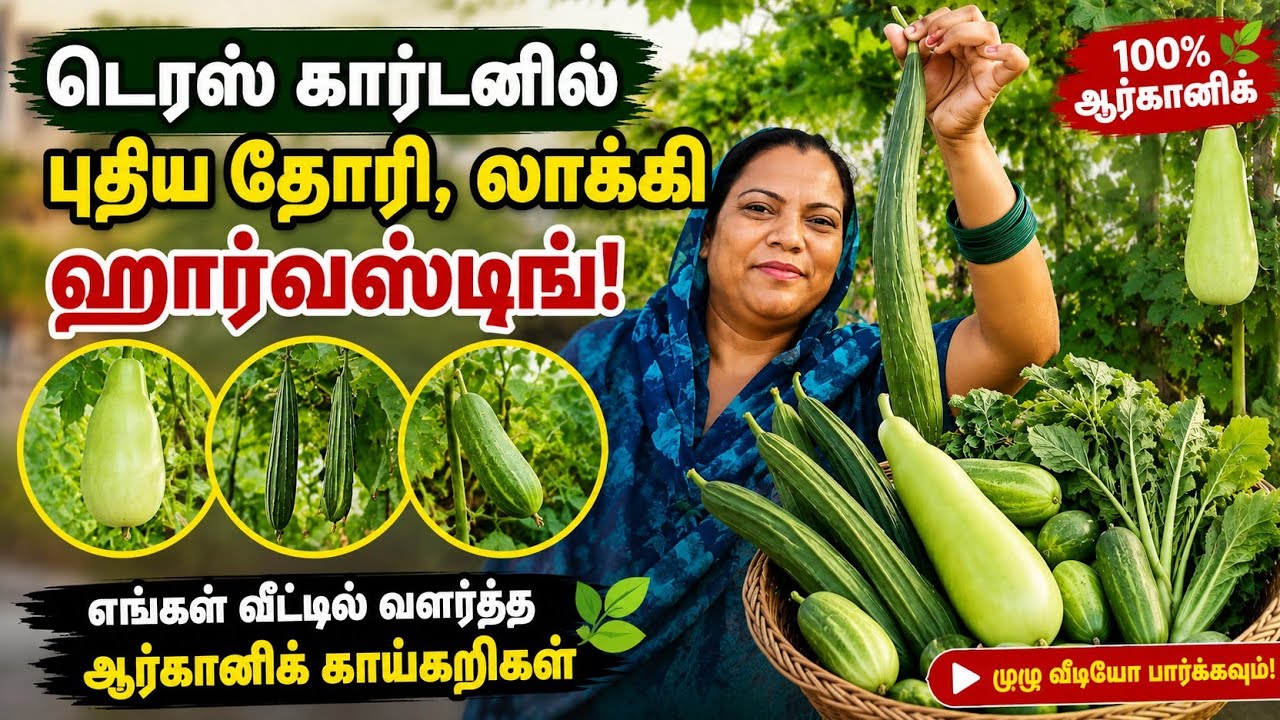 🌿🥒 आज मैं अपने टेरेस गार्डन से ताज़ी तोरी, लौकी, खीरा, ककड़ी और अन्य सब्जियों की हार्वेस्टि