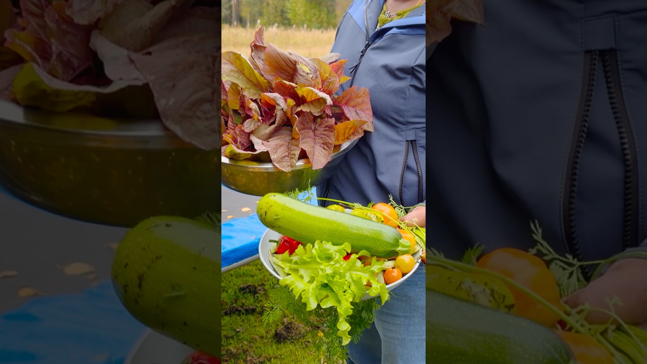 🥰🥕തണുപ്പിന് മുന്നേ എല്ലാം വിളവെടുക്കണം  | harvest #mallusinfinland #familyvlog #harvest