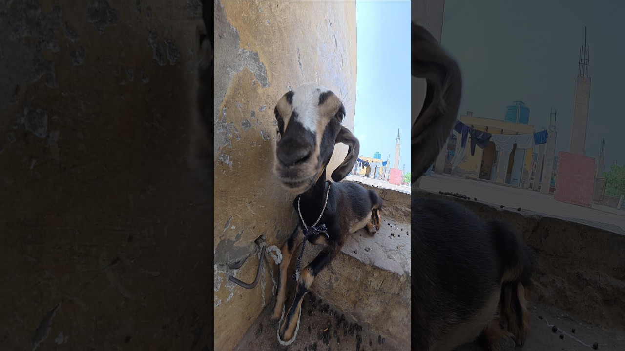 Thirsty Goat Drinking Water 🐐💧#viral