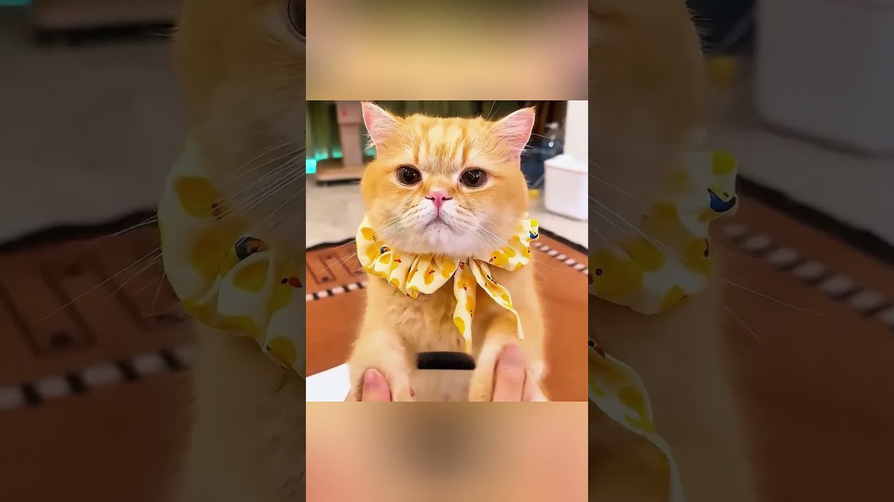 😱 O Gato Descobriu o Perigo!