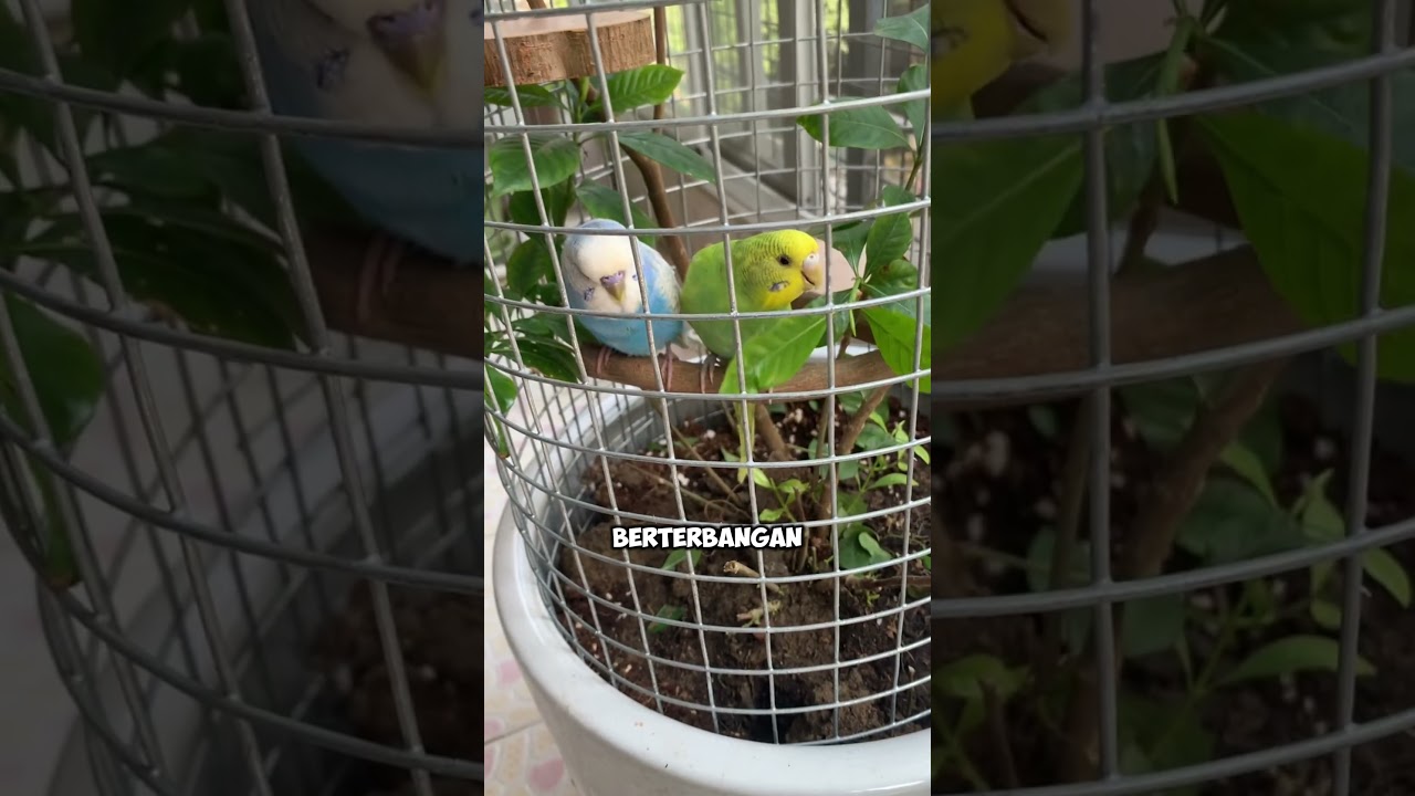 aviari unik dari pot tanaman #idekreatif