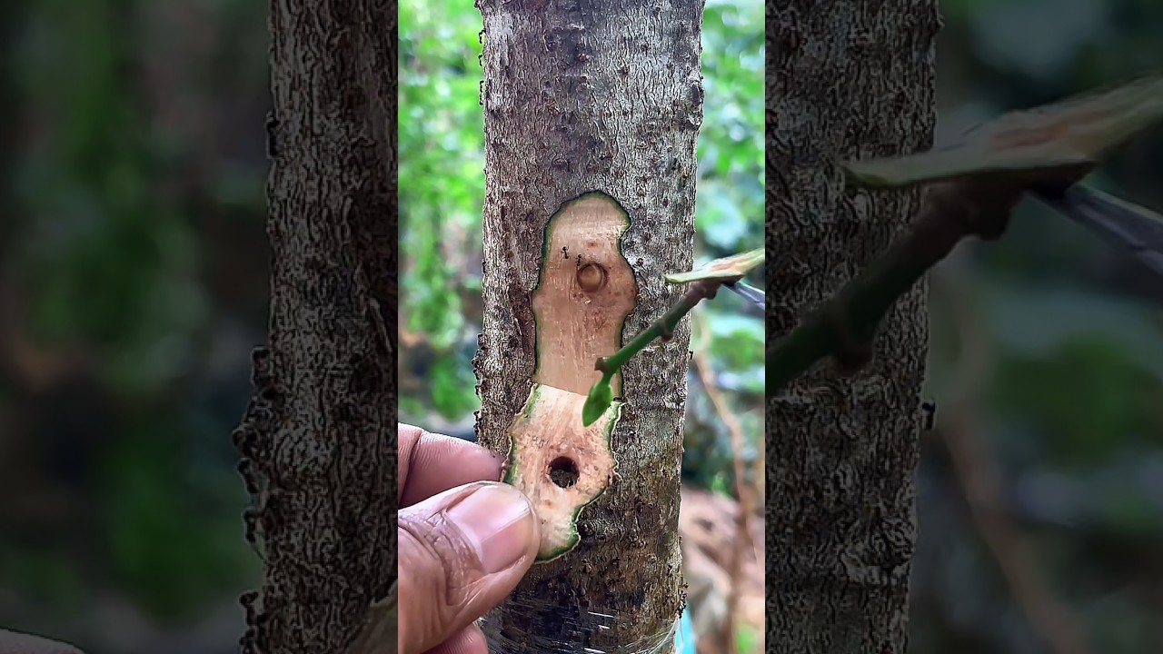 Beautiful grafting #plants #grafting #garden #tips