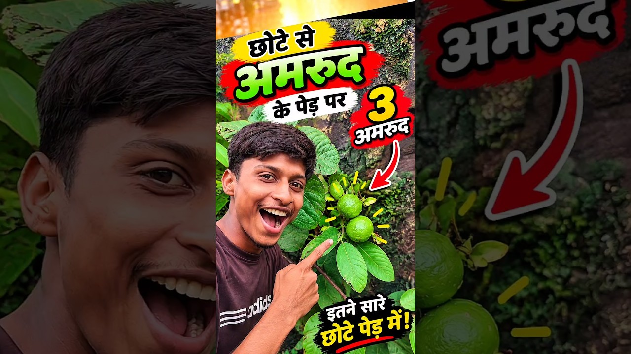 Amrud ped ka jadu 😱🌳 | #minivlog #Amrud #gardening #grafting #guava