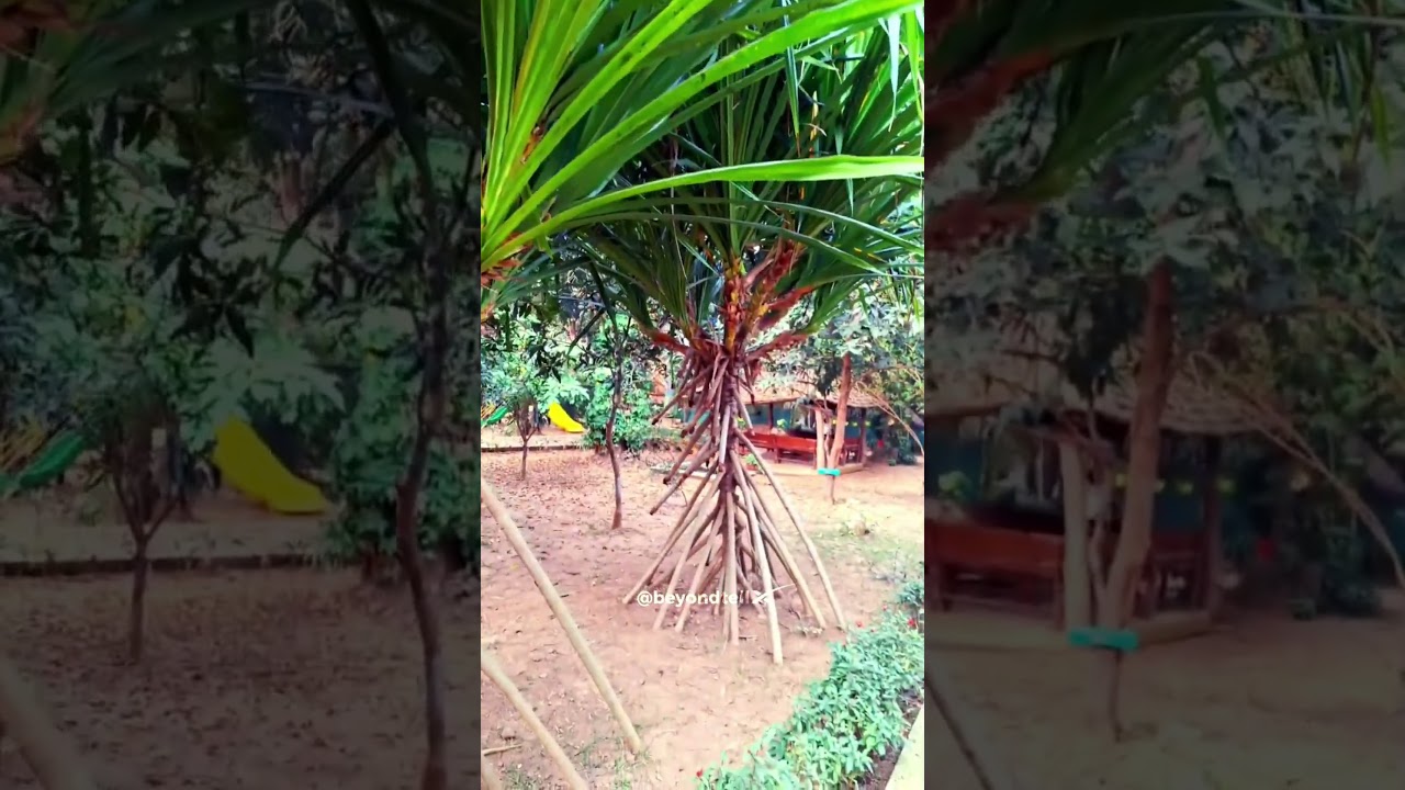 Does This Tree Actually Move? 😱 #explorepage #shorts