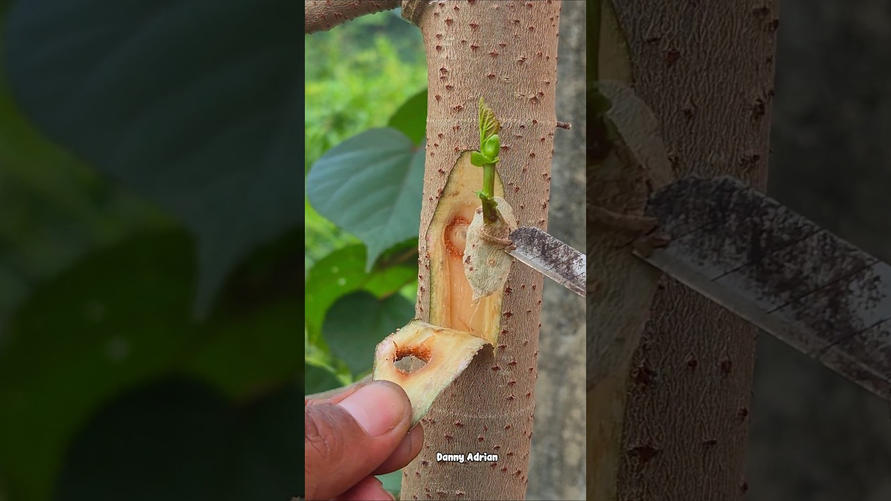 Budding practice 🌳#grafting #garden #budgrafting #diy