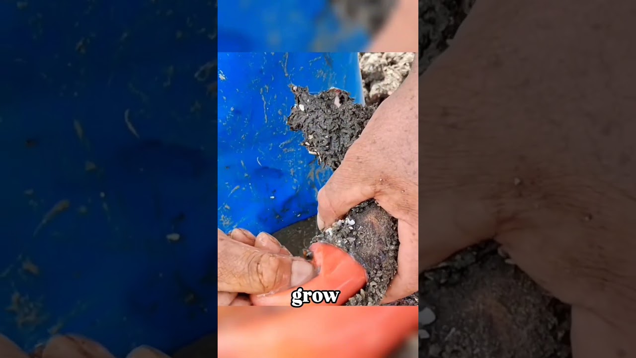 This 'rock' is a Chilean sea squirt?! 😱 #Shorts #commentary #picashorts