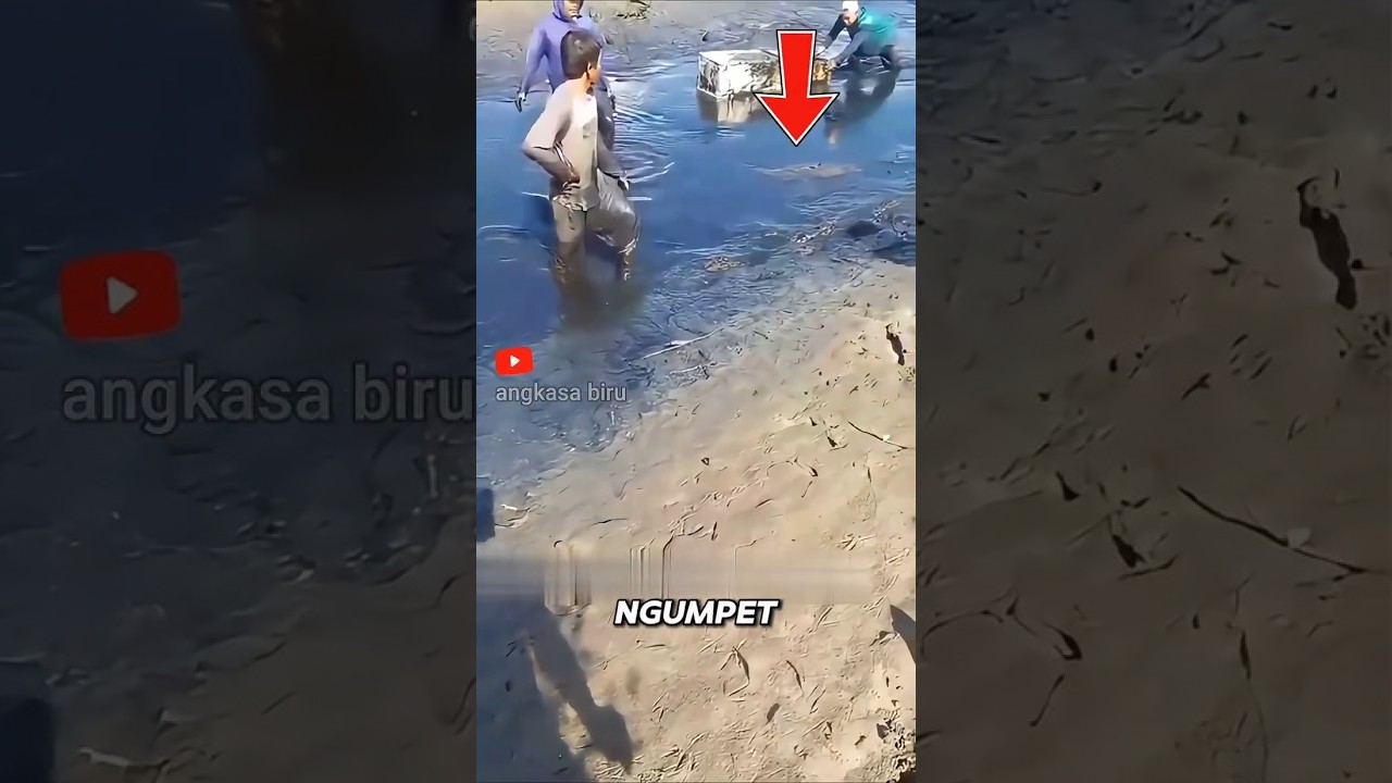 Dikira Cuma Lumpur, Ternyata BUAYA! 🐊#faktahewan #buaya #kamuflase