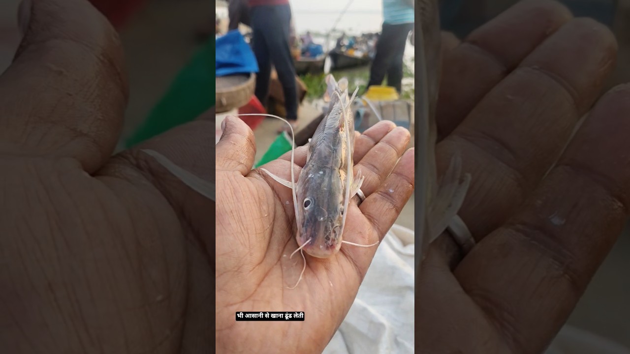 ✅Amazing Tiny 🤏Tengra Fish 🐠Of River #fish #fishing #facts #fishingvideo #shorts #fishtips