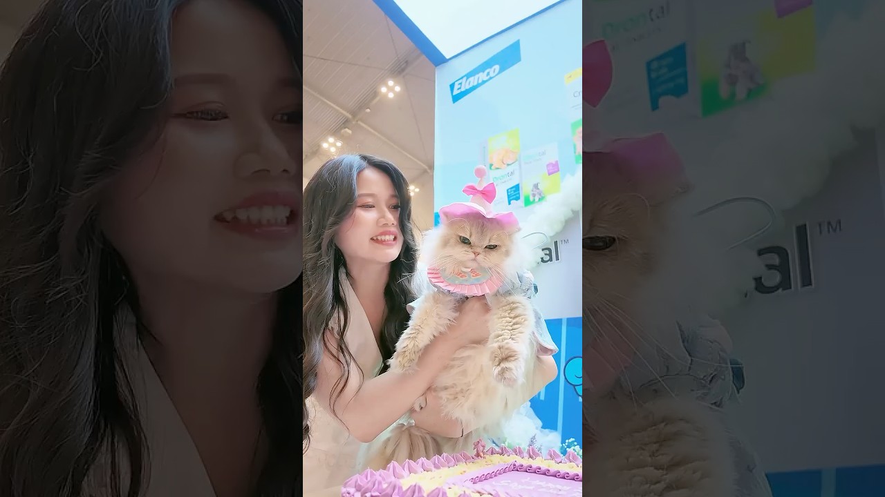 🙀: Kok beda sama bayanganku woi?! #comedy #cat #funnyvideo #kucinglucu #catvideos