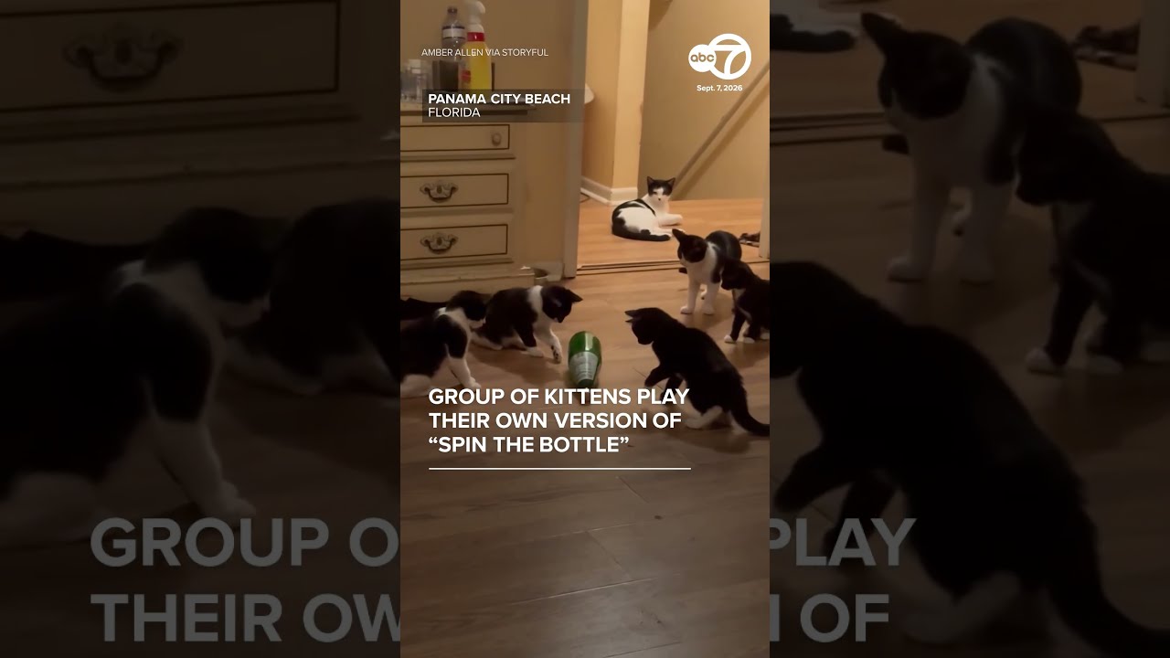 Group of kittens play their own version of ‘spin the bottle’
