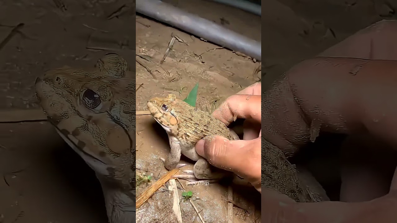 Funny frogs Catching | Wep wep catching frogsfunny boing catch frogs make you laugh #shortsfeed