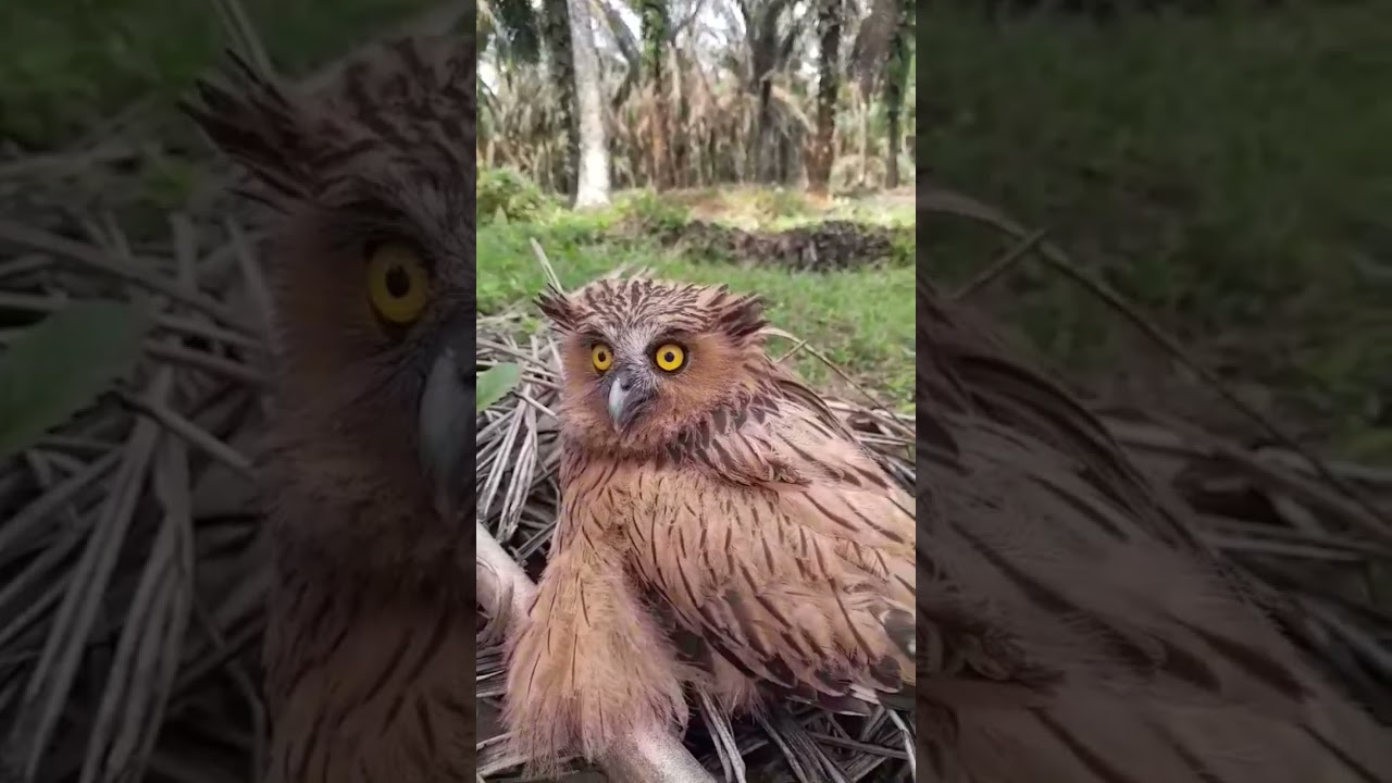 ANAK BURUNG HANTU 👻