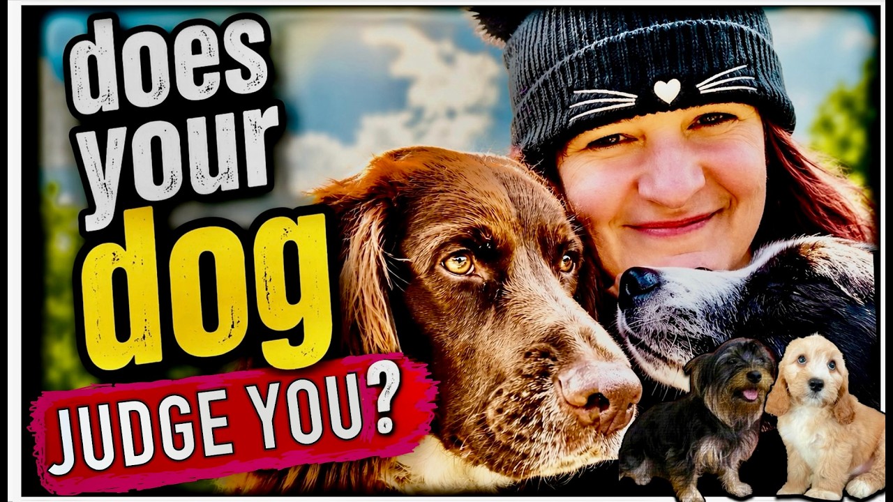 Feel JUDGED by your dog? Here's why! 🐶