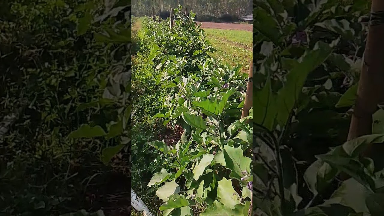 grafted bengan ki kheti #bengankabharta #farming #garden #farmar