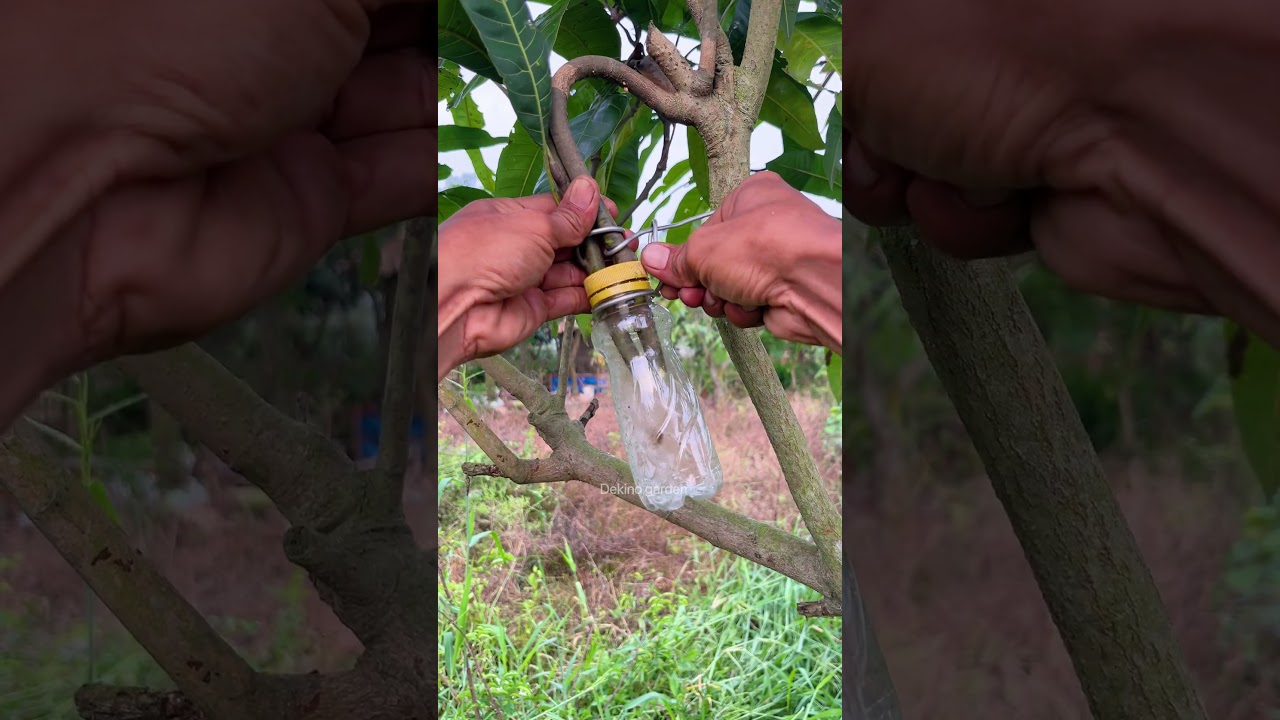 easy way to propagate mango plants using water🥭 #short #gardening #plants