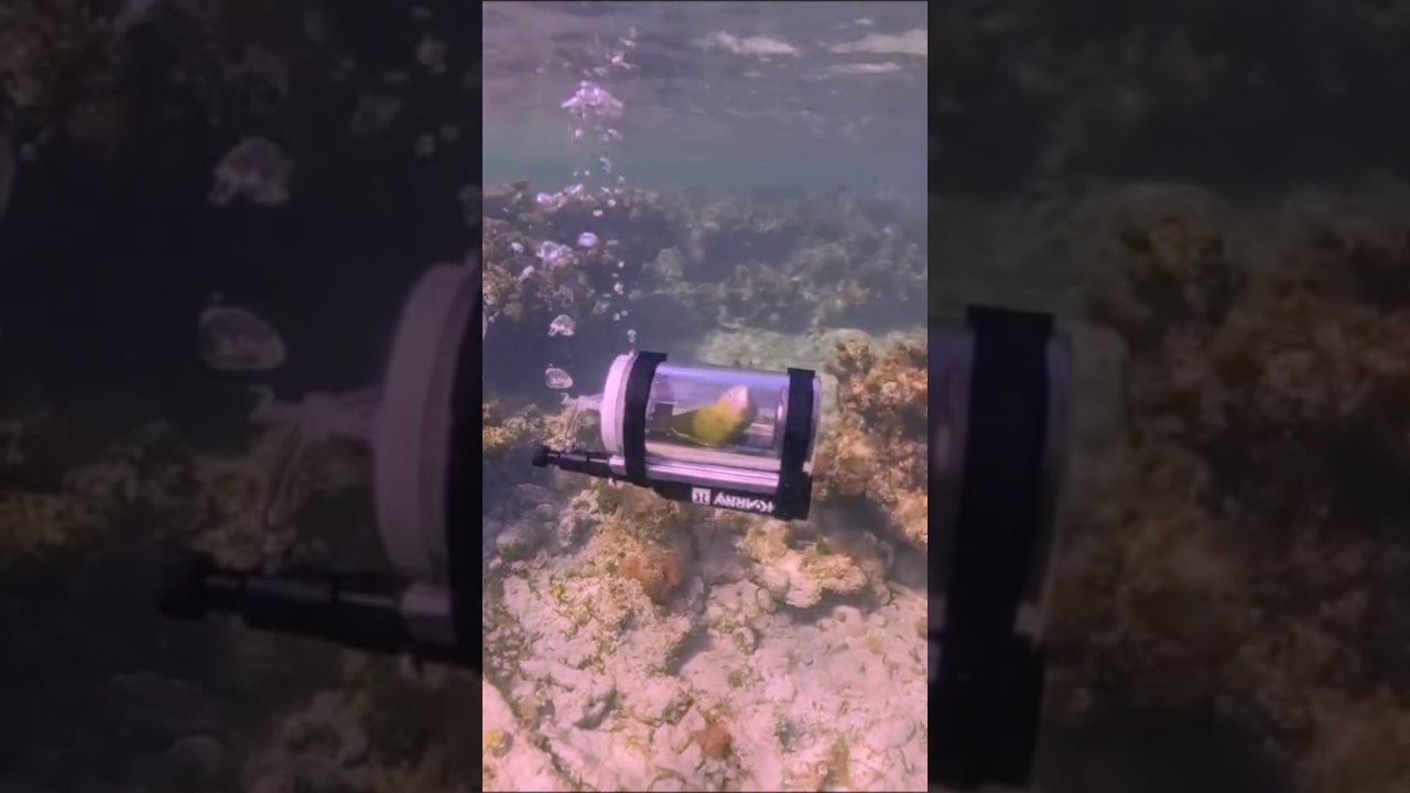 Can Parrots Go Underwater In DIY Submarines? #goodtoknow #vet #medicine #educational #funfacts