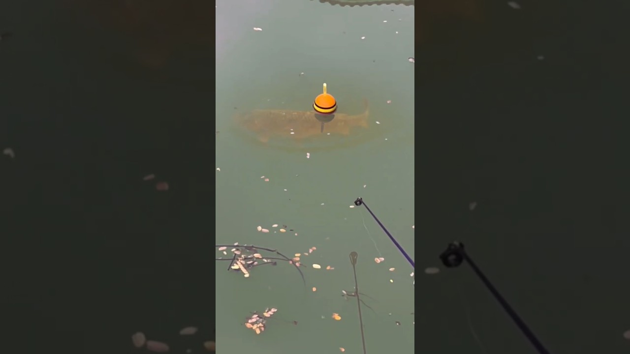 This fish came and ate right away 😱  #fishing #fishingvideo #goldfish